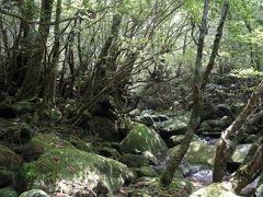 屋久島ひとり旅3~白谷雲水峡とウミガメ