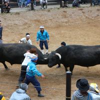 山古志村　牛の角突き