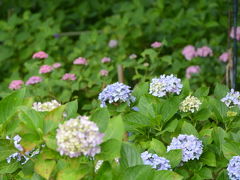 藤森神社の紫陽花！2014年