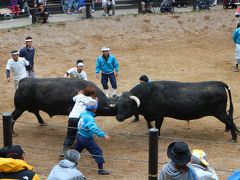 山古志村　牛の角突き