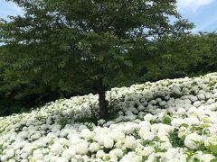 幸手 権現堂堤 あじさい祭 幸手 久喜 栗橋 埼玉県 の旅行記 ブログ By さんちゃんさん フォートラベル 幸手 権現堂堤 あじさい祭 幸手 久喜 栗橋 埼玉県 の旅行記 ブログ By さんちゃんさん フォートラベル
