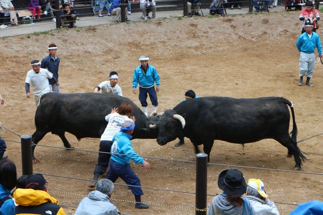 中越地方は地震以降２、３年おきに自転車旅行のコースにしている。<br />最初は被災地支援という生硬な思いで訪ねていたが、この地の魅力を知るようになった。その中でも、特にひかれたのは小千谷や長岡、そして今回の山古志で行われてる「牛の角突き」だった。<br /><br />牛の角突きは、言い換えれば闘牛で、獣たちがただその本能をあらわにして闘う、いささか野蛮な、そんな単純なイメージだった。ところが、その闘いにはさまざまな技があり、さらに、牛同士の心理戦もあり、まるで人間同士のスポーツを見るようだった。さらに、この地では、昔から勝敗をつけないというルールがあった。家族のような牛を傷つけることなく、さらに、敗北することで闘争心を失わせることなく、綿々と受け継がれてきたものだった。