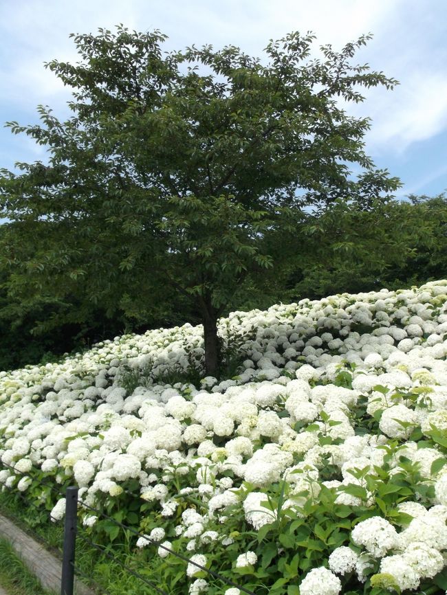 東武日光線の幸手から歩いて30分位のところの権現堂桜堤は、菜の花と桜の織りなす風景で有名です。一度は観たいと思いつつ叶わないままですが、その権現堂桜堤であじさい祭りをやっていることを知りました。<br /><br />梅雨の合間、おひさまが顔を出したある日、あじさいを見に出かけてみました。