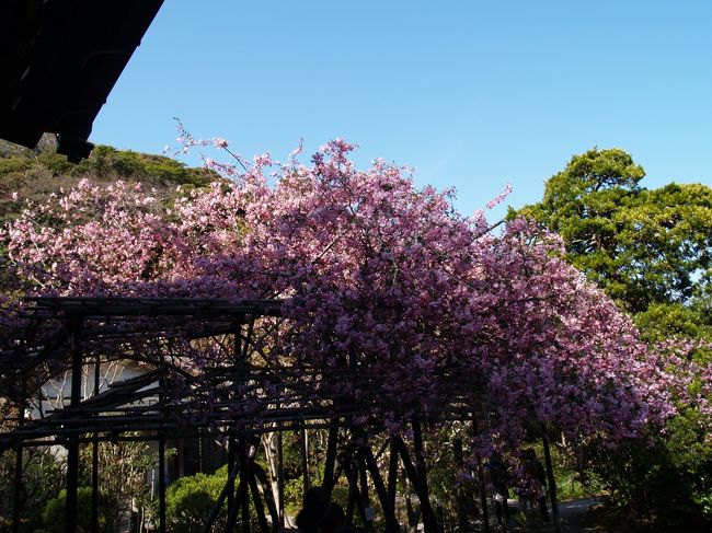 　鎌倉には海棠（かいどう）のあるお寺がある。光則寺、海蔵寺、妙本寺、安国論寺の4寺である。鎌倉三大海棠は光則寺、妙本寺、安国論寺といわれているが、安国論寺の海棠は勢いが落ち、見る影もない状態であったが次第に樹勢を盛り返しつつある。<br />　光則寺（長谷3）には数本の海棠がある。このうち、本堂前の海棠は樹齢170年とされ、鎌倉市指定天然記念物になっており、かながわの名木100選にもなっている。<br />　海蔵寺（扇ガ谷4）の庫裡横（本堂前）にも海棠がある。1本ではあるが、毎年見応えのある花を咲かせている。<br />　妙本寺（大町1）の祖師堂前の境内には数本の海棠がある。枝垂れ桜の傍に植えられているものもあり、桜とこの海棠は重なって見える。<br />　安国論寺（大町4）の本堂前の海棠は鎌倉市指定天然記念物になっている古木である。数年前に樹木医の手当てを受け、再生が試みられた。ようやく、多少の花が見られるように回復してきている。<br />　なお、本覚寺（小町1）や東慶寺（山ノ内）にも若木があるが、光則寺、海蔵寺、妙本寺などの海棠に比べると見劣りする。<br />（表紙写真は光則寺本堂前の海棠）