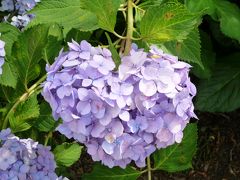 ６月は紫陽花の季節　大阪万博が残したもの　その２