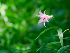 六甲高山植物園とその周辺