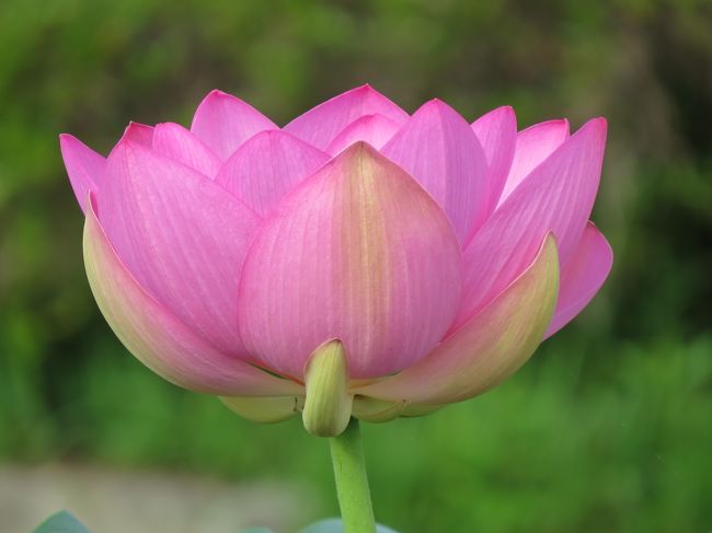 昨年のちょうど今頃、加東市の平池公園の蓮は見るも無残な状況で、写真におさめるような花は全くなくて、吉川の善祥寺というお寺まで蓮を見に行った。<br />今年の平池の蓮は手入れが行き届いて、きれいな花を咲かせている。<br />大賀蓮も池のふちに少し広がって見事な花を咲かせていた。<br />１０年位前まで、池全体に大賀蓮が広がっていたのに、アメリカザリガニの被害にあって池の一部しか残っていない。残念なことだ。