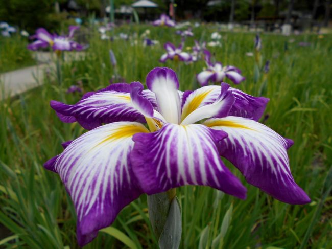 碧南市の油ヶ渕遊園地の花しょうぶ・安城市の長福寺の紫陽花を観た日の夕刻遅くに家族で出かけました。<br />知立市は4月の慈眼寺「牡丹まつり」、5月の無量寿寺境内八橋かきつばた園の「かきつばたまつり」、6月の知立公園「花しょうぶまつり」と立て続けにイベントが催されます。<br />三河国二宮の知立神社を参拝した後、黄昏時の花菖蒲園を満喫させていただきました。