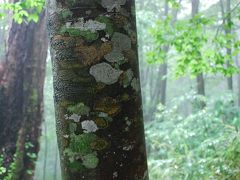 幻想的なブナ林の乳頭温泉と秋田駒ヶ岳お花畑を巡る旅（秋田）