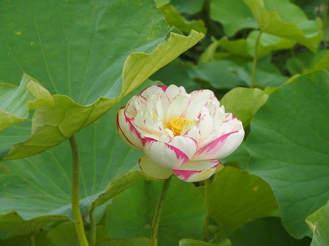 今年も愛西市のはすを森川花はす田蓮まつりの前に見てきました。まだ花数少ないですが、元気に育っています。<br /><br />森川花はす田(もりかわはなはすだ)　P無料　<br />　　　　　　　　開花時期：?下旬から8月上旬まで7月中旬見頃<br />　　　　　　　　道の駅立田ふれあいの里の隣です　　　　　　<br />　　　　　　　　7月12日、13日蓮見の会<br /><br />船頭平河川公園　P無料<br />　　　　　　　　開花時期：6月下旬から7月上旬まで<br /><br /><br />ハス花ネットスタンプラリー2014.6.28〜8.3、5か所のスタンプを集めたら、木曽三川公園センターにて抽選会に参加できます。<br />羽島市大賀ハス、愛西市森川花はす田、船頭平河川公園、海津市アクアワールド水郷パークセンター、木曽三川公園センター