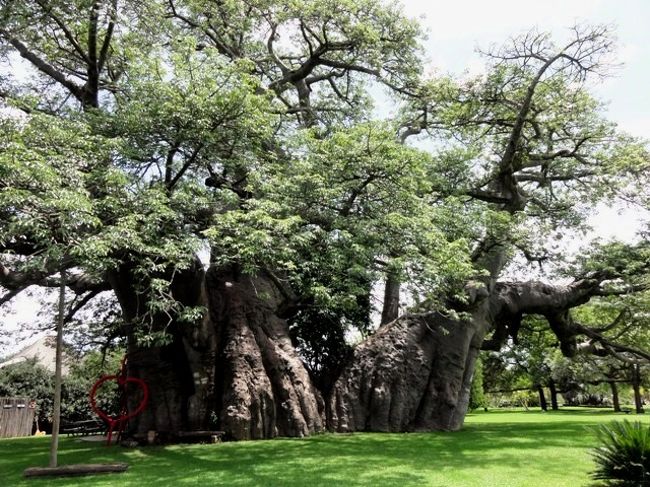 世界一大きなバオバブ と猫3 000匹の村 南アフリカ その他の観光地 南アフリカ共和国 の旅行記 ブログ By れいろんさん フォートラベル