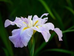 鶴舞公園　紫陽花と菖蒲の共演