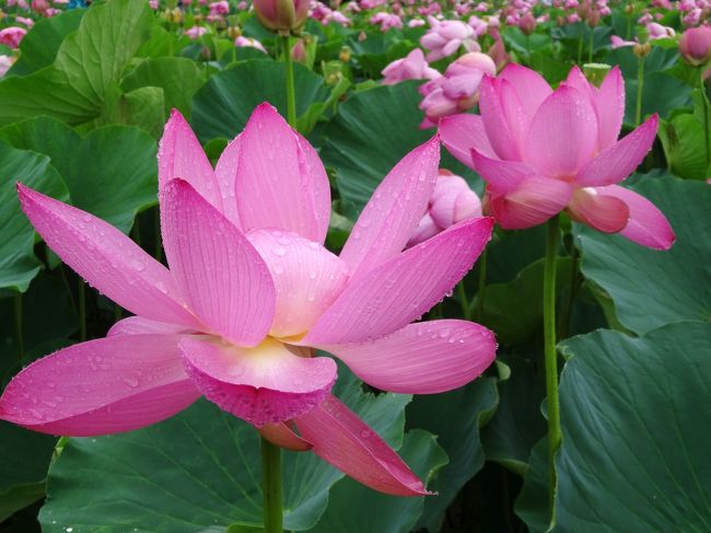 終日の雨予報ではありましたが、埼玉県行田市の「古代蓮の里」へ行ってきました。毎年８月に上野公園の蓮を見に行くのを楽しみにしているのですが、こちらの蓮の花はすでに見頃。（６月下旬〜８月初旬まで見られるそうですが、ピークは今月中旬までだと思います）<br />ついでに、行田には東日本最大の古墳群があるとのことで、そちらにも足をのばしてみました。