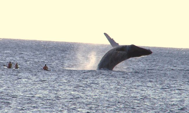 鯨ウォッチングはボートに乗るのが一番ですが、シーズンには陸からでも沢山の彼らが見えますので安心してお出かけください。<br /><br />今回はボート上の写真ではなく、全て陸上から彼らを撮ったものとこの年の景観の一部を掲載しました。遠目のものもあり、判別つきがたいものもありますが、ご容赦ください。<br /><br />写真はカアナパリのビーチウォークから撮影したものです。