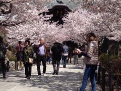 桜の季節　古都　鎌倉を歩く