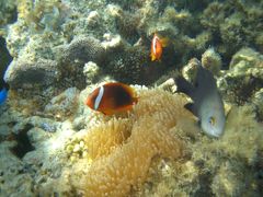 南ぬ島　石垣島　自然と食を楽しむ旅２日目