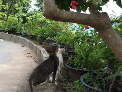 プーケット1泊～ピピ島2泊～プーケット２