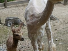 6月の福島「Ａ」に出会う旅3 のんびりアルパカ牧場 生まれたてのアルパカに感激！！