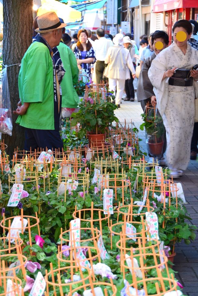 下町の夏の風物詩「入谷の朝顔まつり」が７月の6・7・8日と開かれ、<br />梅雨の晴れ間の最終日に覗いてきました。<br /><br />場所は東京・台東区下谷にある「入谷鬼子母神」を中心として、言問通りに百二十軒の朝顔業者と百軒の露店（縁日）が並び、毎年四十万人の人出で賑わうという。