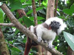 シンガポール動物園＆ナイトサファリ シンガポール3泊4日(3)