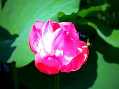 不忍池にて蓮の花、そして一日遅れての下町七夕まつり