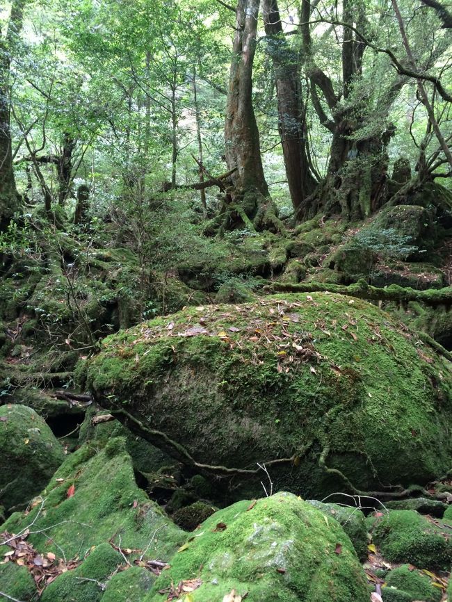 ずっと行きたかった屋久島に行ってきました。出発はピーチで関空から鹿児島空港まで行き、そこから船に乗って宮之浦まで行きます。<br />一日目は屋久島到着、宿は安房でしたので、その周辺を散策し、その日は終了。<br /><br />二日目は早朝から準備し、縄文杉登山に行きました。<br /><br />ハードだと聞いていたので、縄文杉に行くのは辞めようか？どうしようか？直前まで悩みました。<br />しかし、今行かなかったら一生行かないでしょ？ということで頑張って歩いてきました。<br /><br />本当に縄文杉行って良かったです。達成感がすごいね。<br /><br />三日目はやりたかったカヌー体験をしてきました。<br /><br />お昼からはヤクスギランドへ。<br /><br /><br />四日目は、白谷雲水峡へ行きました。<br /><br />