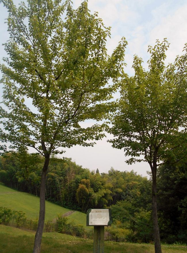 昨日の午前中、犬の散歩をかねて隣町知多郡東浦町と大府市の丘陵地にまたがるあいち健康の森へ出かけました。<br />5?コースを散策した際に撮影した「ふるさとの森」にある各都府県の木をご紹介いたします。<br />ちなみに表紙写真は愛知県の木「ハナノキ」です。