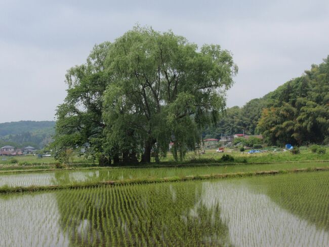 芦野宿の水田の真ん中にある遊行柳。ここには松尾芭蕉を始め、多くの旅人が立寄り、詩の一句を読んでいます。<br />今回は、芦野ICより芦野宿に入って来ました。ここからウォーク開始です。