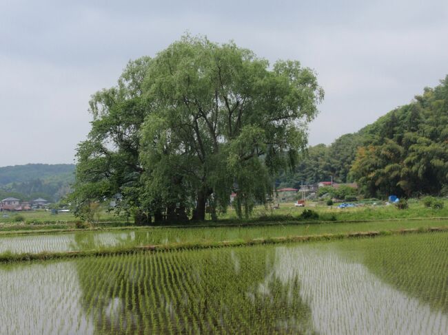 芦野宿の水田の真ん中にある遊行柳。ここには松尾芭蕉を始め、多くの旅人が立寄り、詩の一句を読んでいます。<br />今回は、芦野ＩＣより芦野宿に入って来ました。ここからウォーク開始です。