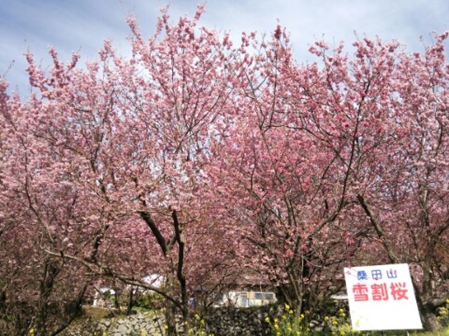 ３月２日～４日の２泊３日の旅。<br />新千歳空港→羽田乗継→龍馬高知空港。<br />女二人旅。天気に恵まれ、高知を満喫してきました。