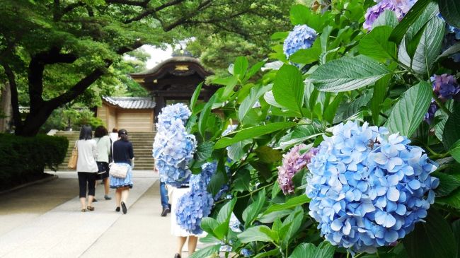 　鎌倉、特に北鎌倉は、小高い山間に多数の寺院仏閣がひしめく、文化の街であるが、それ以上に四季折々の花がいつも参拝客を出迎えてくれる花の名所でもある。そのため年中多くの人出でにぎわうが、なかでも6月から7月にかけての紫陽花が有名である。<br />　今回は、7月初旬、まだ紫陽花の季節ただなか、休日の北鎌倉をめぐってきた。寺院と山一面紫陽花で覆われる明月院がいちばん有名であるが、紫陽花は北鎌倉のどこの寺院にも咲き、小さな山をめぐる登山道や小道、園地や広場にもふんだんに咲いていた。まさに初夏の鎌倉を代表する花である。<br />　今回廻ったのは、順に円覚寺、東慶寺、明月院、そして鎌倉の小山をめぐるハイキングコースのうち、北鎌倉から源氏山に登るルートを通り、鎌倉駅へ抜けてきた。<br />　東慶寺は紫陽花だけでなく、様々な珍しい花が咲いており、往年の駆け込み寺は、今や花々のお寺である。どの寺院も紫陽花が美しく、花は明月院だけではないということを再確認。<br />　浄智寺から山を南下し、葛原岡神社と源氏山公園まで登るハイキングコースは、本格的な登山路である。雨あがりのぬかるむ山道を登りきると、そこにも紫陽花の大群が出迎えてくれた。