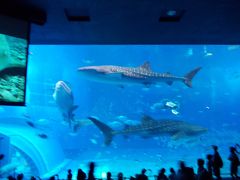 2014年沖縄旅行（4）～美ら海水族館～