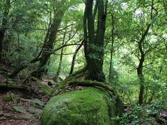 世界遺産を巡る。屋久島編③（白谷雲水峡）。2014年6月