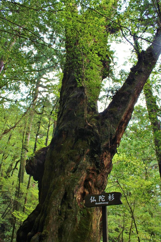 羽田空港から空路鹿児島空港へ、鹿児島からは海路屋久島へ。当日は九州南部の天候が悪く、羽田空港に引き返すこともありうると言われたが無事鹿児島空港到着。到着時は雨が上がっていた。但し、海は荒れていて船はかなり揺れて屋久島に到着。翌日、千尋の滝、中間ガジュマル、西部林道、大川の滝、紀元杉、ヤクスギランドを観光。最終日は、白谷雲水峡、益救神社を観光、鹿児島空港近くのバレルバレープラハ＆GENに立ち寄る。予約していたＪＡＬ便がシステムトラブルで欠航、代替のソラシドエアで無事帰宅。