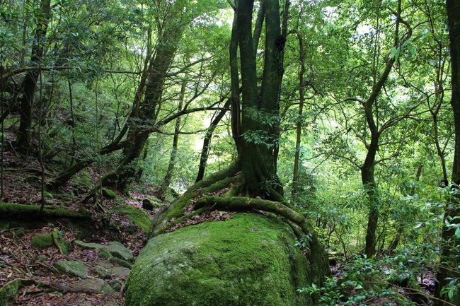 羽田空港から空路鹿児島空港へ、鹿児島からは海路屋久島へ。当日は九州南部の天候が悪く、羽田空港に引き返すこともありうると言われたが無事鹿児島空港到着。到着時は雨が上がっていた。但し、海は荒れていて船はかなり揺れて屋久島に到着。翌日、千尋の滝、中間ガジュマル、西部林道、大川の滝、紀元杉、ヤクスギランドを観光。最終日は、白谷雲水峡、益救神社を観光、鹿児島空港近くのバレルバレープラハ＆GENに立ち寄る。予約していたＪＡＬ便がシステムトラブルで欠航、代替のソラシドエアで無事帰宅。