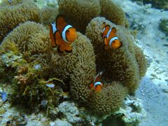 梅雨明け、アクティブ石垣島２