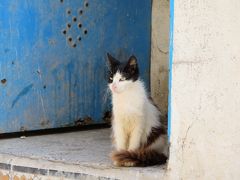 チュニジア、ねこ歩き