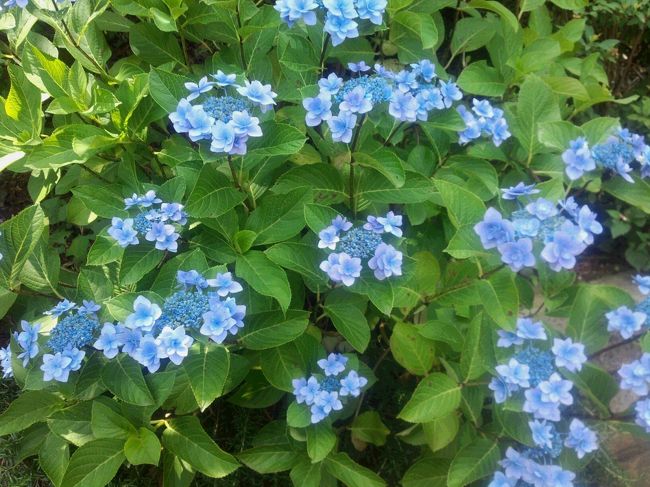 職場の友人と紫陽花見物に行こうという事になり、市内の白野江植物公園に行きました。<br />他にも色々候補は挙がったものの、一人が帰宅時間に制限があったので近場にしたのですが、これが大正解！<br />思った以上に満喫し、その後の予定を取りやめて長居してしまいました。<br />元は個人の家と庭だったのを「四季の丘」という植物公園として公開し、今は北九州市が管理しています。<br />桜や楓の木もたくさんあり、花見や紅葉の季節にはかなり賑わうようです。<br />よく手入れされているというよりは、自然の「ありのまま」の姿を保っているといった風情。<br />梅や山桃の実が落ちてごろごろ転がっていたり、あちこち大きな蜘蛛の巣が張っていたり。<br />しかしそれもかえって心地よく感じられ、木々に覆われた小路を歩くと初夏だというのに涼しく、マイナスイオンですっかりリフレッシュできました。<br />住居だった立派な日本家屋は休憩所として公開されており、お弁当を持ちこんで食べることも可能。<br />次回はぜひ紅葉見物に行こうと思います。