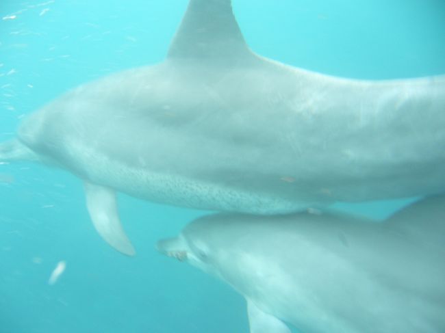 この年、宮古島に続き、再び海へ。<br />野生イルカのいる島があると知り、<br />9月という微妙な時期にも関わらず、もう海への思いは止まらない。<br /><br />そして見事台風とバッティング！！<br />直前まで天気予報に目をやり、ギリギリまで待って東京竹芝桟橋から出る船を予定より遅らせ出発。<br /><br />荒れる海の中、それでもイルカに会えました♪