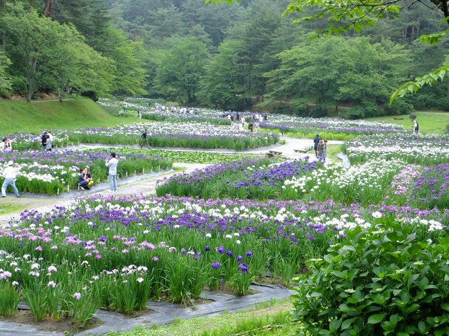 毎年6月になると開催されていた、新発田のあやめまつり。<br />ちょっと天気は悪いけど、行ってみようかぁ〜ってことで、新発田市に行ってきました。<br />屋台を覗いてから帰ろうとしたら、雨が降り出してしまい、急いで帰宅となりました。<br />翌々週は、久し振りに福島潟（新潟市北区）に行ってきました。<br />この日は、めっちゃくっちゃ暑かったー！<br />本当は「オニバス」を見たかったんだけど、暑くて暑くて歩き疲れてしまったから諦めてしまった。<br />福島潟って、こんなに大きかったのねぇ〜