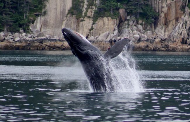 野生動物、氷河、マッキンリー山を見るため、アラスカに行ってきました。<br /><br />3日目はスワード港からクルーズに参加し、キーナイ・フィヨルド国立公園に入りました。スワードは晴れでしたが、クルーズで国立公園の奥に入るにつれ曇天となりました。天気は悪かったのですが、海に生きる野生動物を多数見ることができました。特に、クジラはザトウクジラとナガスクジラの2種類が見れ、ザトウクジラは何度もジャンプ（ブリーチング）を見せてくれて、私を含めて乗客はみな大興奮でした。<br /><br />■ アラスカ 北の大地＆野生動物 9泊10日 ■<br />1〜2日目） 準備編, 往路, スワード・ハイウェイ<br />http://4travel.jp/travelogue/10905727<br />★3日目） キーナイ・フィヨルド国立公園 氷河クルーズ 海の野生動物＆鯨のジャンプ<br />http://4travel.jp/travelogue/10906719<br />4日目） キーナイ・フィヨルド国立公園 氷河までハイキング → タルキートナ<br />http://4travel.jp/travelogue/10907645<br />5日目） タルキートナ 植村直己ゆかりの地 → デナリ国立公園<br />http://4travel.jp/travelogue/10908301<br />6日目） デナリ国立公園 野生動物の宝庫 ワンダーレイク行き始発バス<br />http://4travel.jp/travelogue/10909392<br />7日目） デナリ国立公園 マッキンリー山鑑賞 アイルソン行きバス<br />http://4travel.jp/travelogue/10912237<br />8日目） デナリ国立公園 レンジャー引率ハイキング → アンカレッジ<br />http://4travel.jp/travelogue/10916649<br />9日目） プリンス・ウィリアム湾 氷河クルーズ 26の氷河＆ラッコの大群<br />http://4travel.jp/travelogue/10920574<br />10日目） 先住民文化センター, 帰路, 総集編（海と大地の野生動物）<br />http://4travel.jp/travelogue/10923725