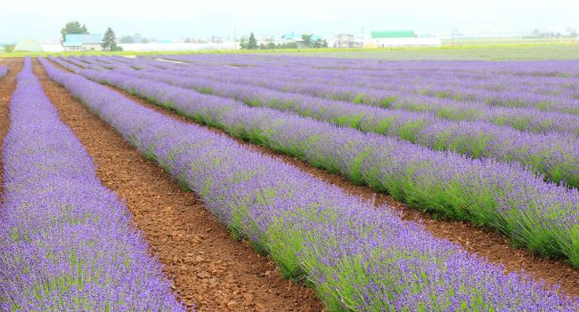 ようやくラベンダーの咲いている時期に富田ファームを訪れることができました。<br />富田ファームでラベンダーの見頃は７月下旬となっていましたので６月下旬では早すぎかと思われましたが、早咲きの「濃紫３号」が見頃に近い状態になっていました。<br />ラベンダー色に囲まれてこれはもう夢うつつ、特にラベンダーイーストではのんびり椅子に座ってラベンダー畑を眺めることができ、とっても癒やされました。