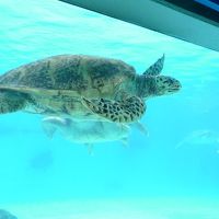 2014夏休み：沖縄で優雅に過ごす３泊４日　（１）海洋博公園を満喫編