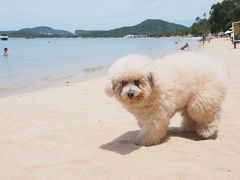 C4 Goes To Koh Samui ～3泊4日 海も夜遊びも～