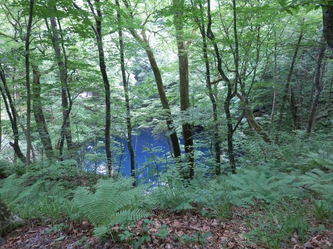 ・十二湖は白神山地の中でも最も手軽に楽しめます。<br />青池コースから日本キャニオンまでガイドさんと共に歩きました。<br /><br /><br />・780haもの広大なエリアに、大小さまざまな33の池と、天然のブナ林の森、野生の動物や野鳥など、太古より豊かな生態系を育んでいます。<br /><br /><br />・白神山地は“奥深い山の中”というイメージがありますが、十二湖の最奥“奥十二湖”までは海岸から直線距離で約4ｋｍとそれほど奥地ではなく、また、標高も200m～250ｍですのでアップダウンも少なく、気軽に歩く事ができます。<br /><br /><br />☆画像は青池です