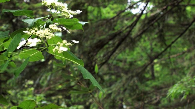 利尻・礼文再訪記　―その②　利尻島ポン山トレッキングで出会った花たちー