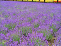 3歳目前☆特典航空券で行くベストシーズンの北海道☆満開のお花畑☆かんのファーム