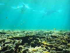 2014宮古島　6日目は大神島でスノーケル、シギラビーチの亀を（意地で）探す　宿を変えます