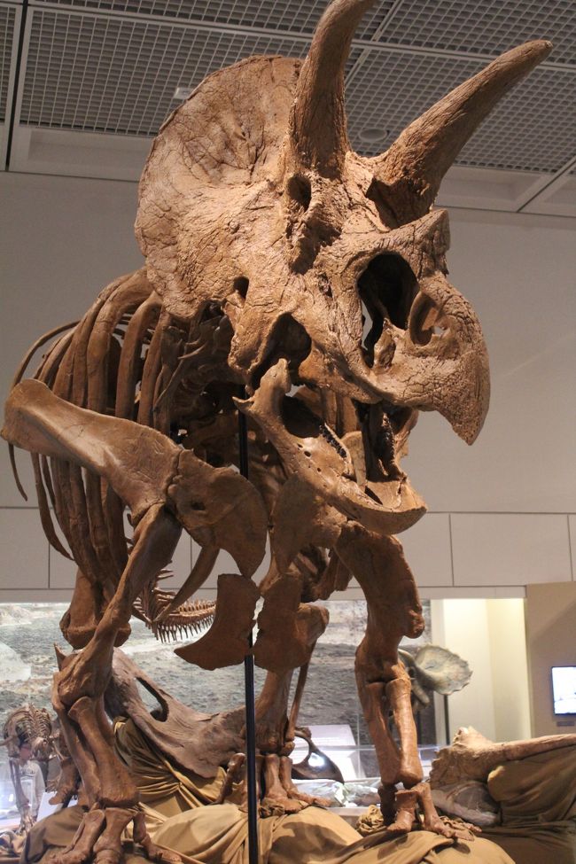 大阪市立自然史博物館・長居植物園　40周年記念企画<br />特別展「恐竜戦国時代の覇者！トリケラトプス　〜知られざる大陸ララミディアでの攻防〜」 へ行ってきました。<br />　<br />　本展は、恐竜時代の最後・後期白亜紀に北アメリカ大陸の東西分断によって出現したララミディア大陸をクローズアップすることで、そこを舞台に多様化し、繁栄していった植物食恐竜トリケラトプスの仲間の起源と進化。<br />　恐竜が繁栄した中生代の最後の3000万年間、北アメリカ大陸は東西に分断されていて、アラスカからメキシコまで南北に長く伸びた西の陸地はララミディア大陸と呼ばれ、恐竜たちの中でも新参者としてアジアから移り住んできたトリケラトプスの仲間の劇的な進化の舞台となりました。<br />　トリケラトプスの仲間がララミディア大陸内の各地域で次々に入れ替わるさまは、まるで日本の戦国時代、そして、戦国時代の最後に登場したトリケラトプスが大陸の広域に分布して天下統一を果たした。<br />　恐竜戦国時代の覇者となりましたが、それから間もない6600万年前に恐竜は絶滅を迎えます。<br />　