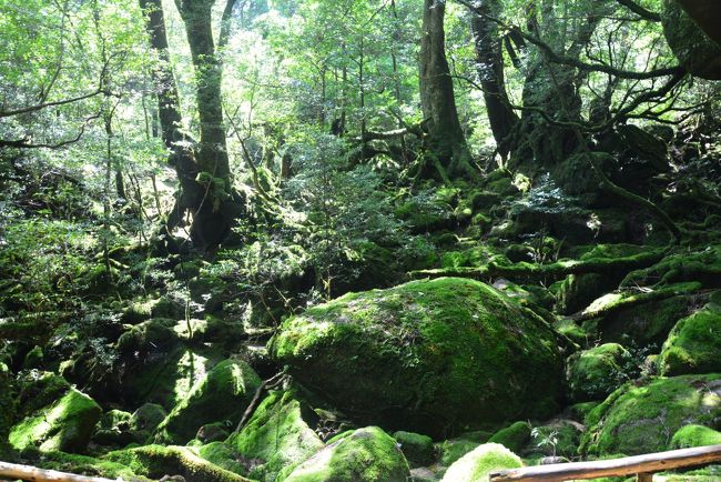 すごく歩いた2泊3日屋久島(３)【もののけ姫の森・白谷雲水峡】